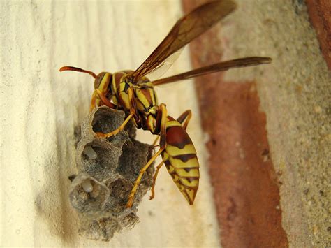 Paper Wasp – Nest Building – DFW Urban Wildlife