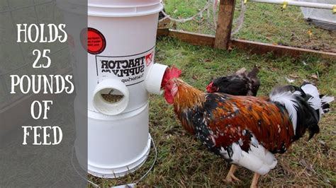 Diy Automatic Chicken Feeder (easiest way to feed your chickens with a ...