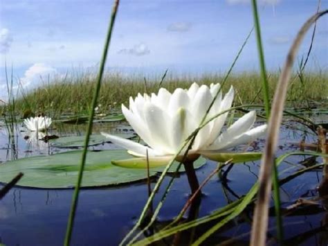 11 best Everglades Plants images on Pinterest | Water lilies, Gardening and Lilies