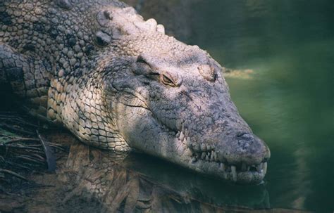 kingsnake.com photo gallery > Crocodiles > Saltwater Crocodile (Crocodylus porosus)