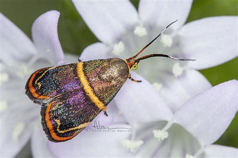 Hemerophila Diva Moth - Hemerophila diva - BugGuide.Net