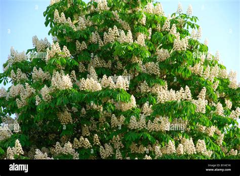 chestnut tree bloom Stock Photo: 18208391 - Alamy