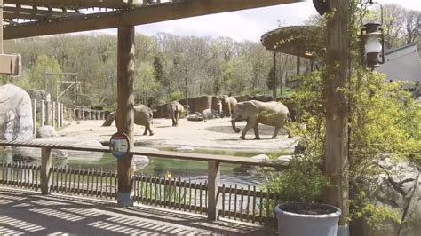 Tickets once again available for 'Cruise the Zoo' fundraising event at Cleveland Metroparks Zoo