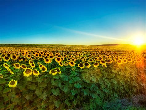 Free Wallpapers: Sunflower Wallpaper