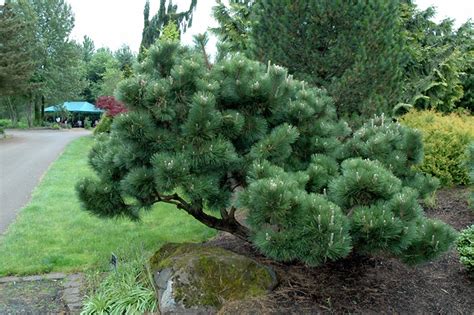 Japanese Black Pine | Coniferous Forest