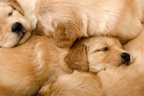 New Born Golden Retriever Puppies Sleeping On Each Other Stock Photo ...