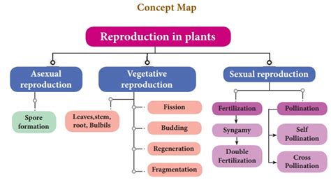 What Is Reproduction Asexual Reproduction Sexual Reproduction Cell | Free Hot Nude Porn Pic Gallery