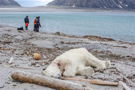 Polar bear death: has extinction tourism gone too far? | Atlas & Boots