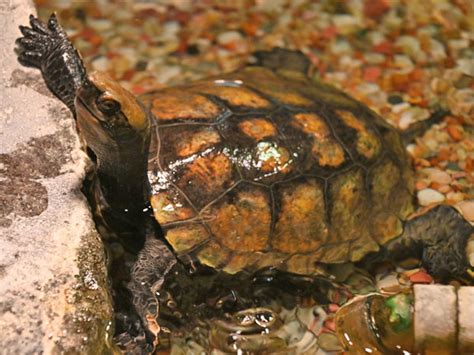 Mauremys japonica / Japanese pond turtle in Ueno Zoological Gardens