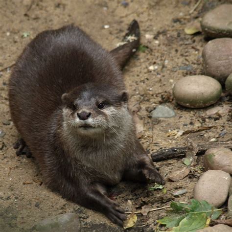 otter | otter at gweek seal sactuary cornwall | su and cats | Flickr