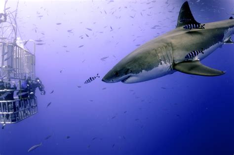 Great White Shark Scuba Diving Face to Face with 12 Footer Mexico