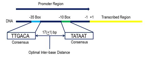 How consistent are the -35 and -10 promoter motifs in E. coli? : r ...