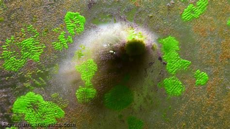 Aquarium Algae Buildup In A Freshwater Tank - Video