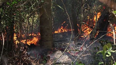 Gigantesco incendio forestal en el Amazonas amenaza pueblos indígenas