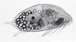 The cypris larva of Balanus amphitrite showing the two antennular... | Download Scientific Diagram