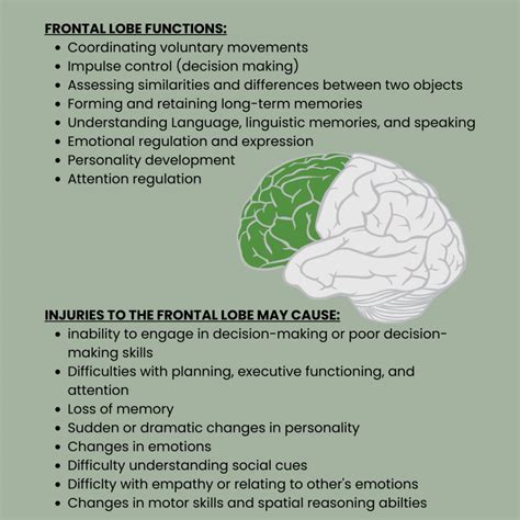 Frontal Lobe Functions - Life After Stroke - American Stroke Foundation