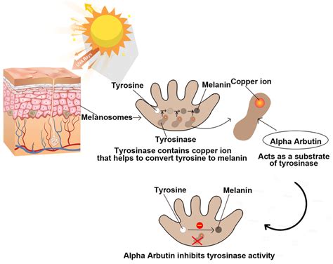 Alpha Arbutin Benefits for Skin Lightening | Plamed Group