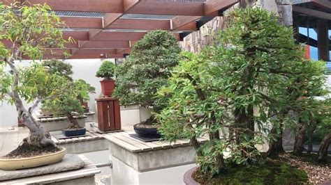 National Bonsai and Penjing Collection, Arboretum, Canberra. | By ...