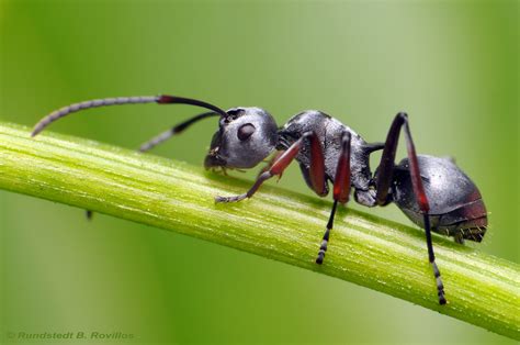 Silver ant | Ants are social insects of the family Formicida… | Flickr