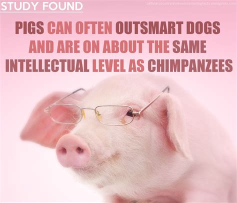 Interesting Fact about Pigs | Pig, Fun facts, Domestic pig