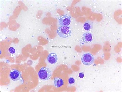 The Atlas of Cytology and Haematology cases - Veterinary Cytology