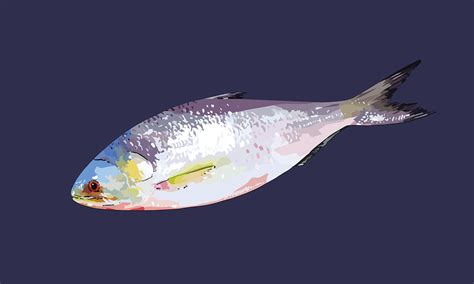 Hilsha fish. National fish of Bangladesh. on Behance