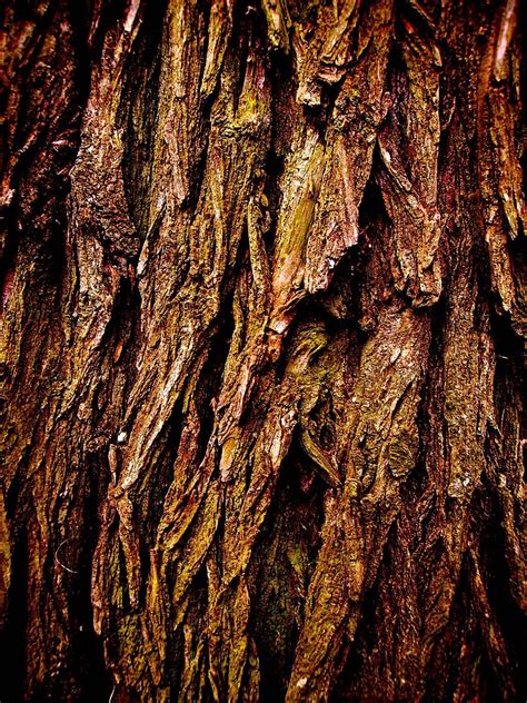 Tree Trunk Bark - Free photo on Pixabay - Pixabay