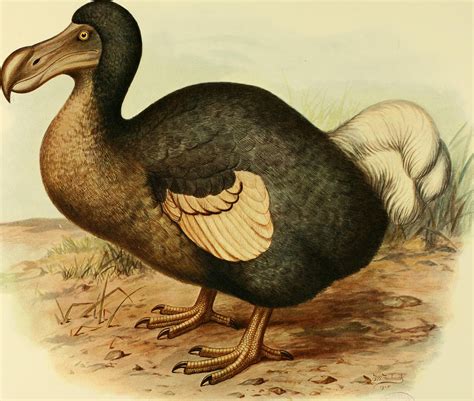 Dodo DNA discovery could lead to revival of extinct bird