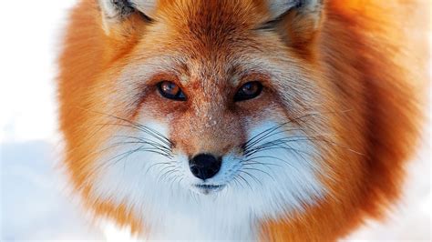 photography fox animals closeup Wallpapers HD / Desktop and Mobile Backgrounds