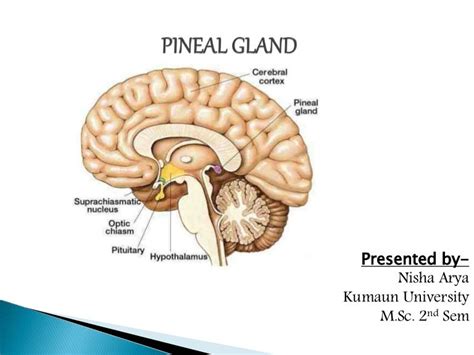 Pineal Gland Location And Function