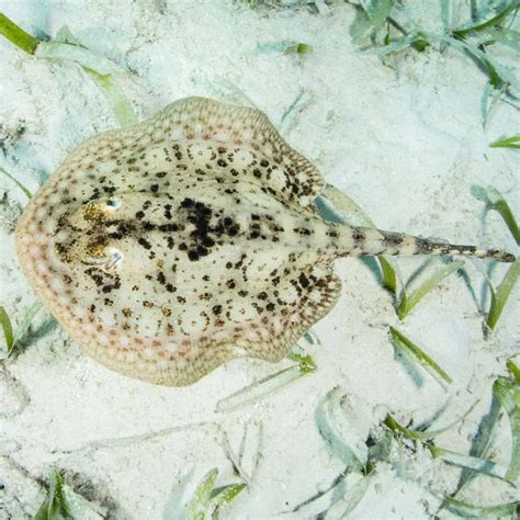 Yellow Stingray (Urolophus Jamaicensis) | Tan body, Saltwater aquarium, Reef aquarium