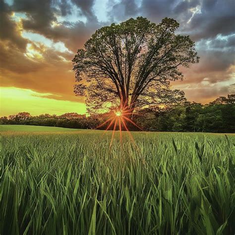 Premium Photo | Green trees and sunset in the field