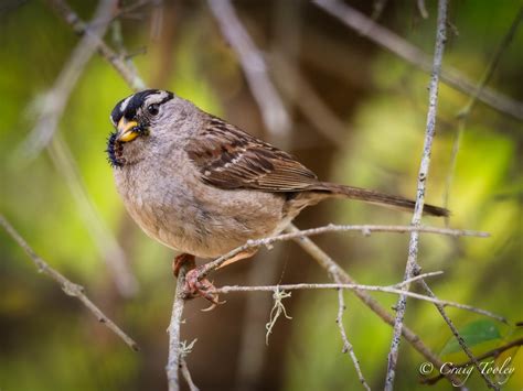 White-crowned Sparrow – Mendonoma Sightings