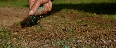 The Problems with Spring Seeding | Sharp Lawn Care Blog