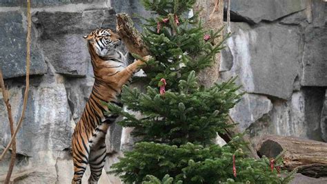 Berlin zoo animals presented with fresh leftover Christmas trees - CGTN