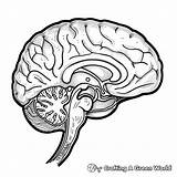 Brain Coloring Pages  Free & Printable sketch template
