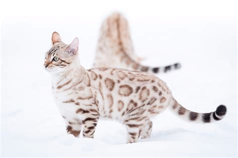 Snow Bengal Cat - Bengal Cats for sale near me - Brown, Silver & Snow Bengal kittens for Sale