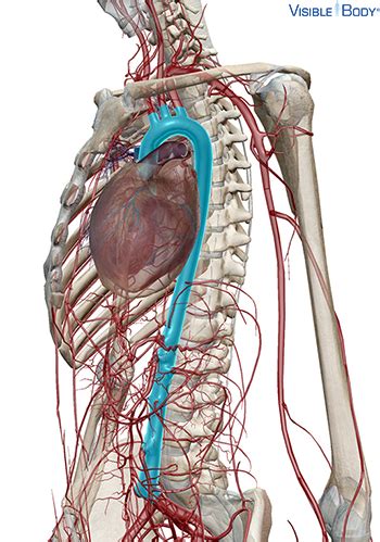 Glossary of the Circulatory System | Learn Circulatory Anatomy