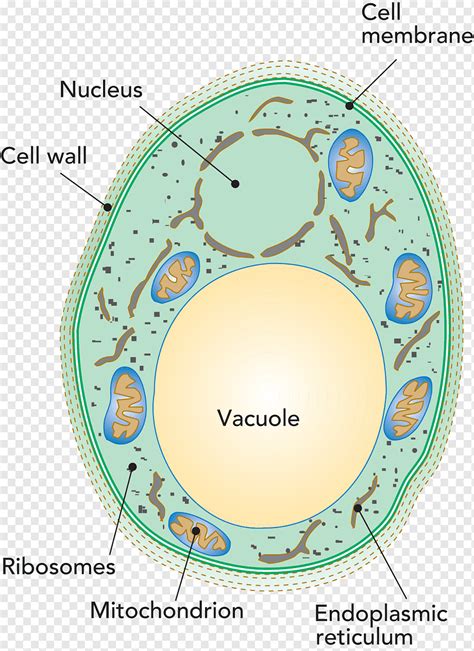 Penicillium roqueforti vacuol bacterias de levadura celular, microscopio, técnica, célula ...