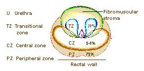 Zones of the Prostate | SEER Training