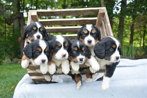 About Mini Bernese — Violet Hill Puppies