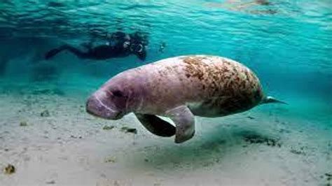 Manatee Appreciation Day 2023: Date, History and Facts