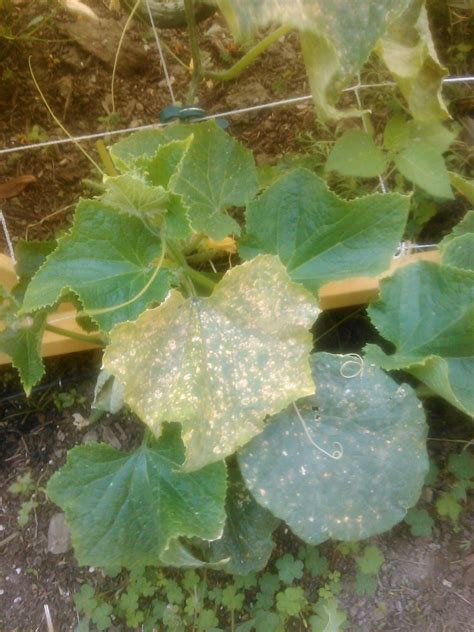 diseases - Is this the cucumber mosaic virus? - Gardening & Landscaping Stack Exchange