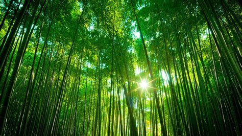 Chinese Bamboo Trees Forest Forest, HD wallpaper | Peakpx