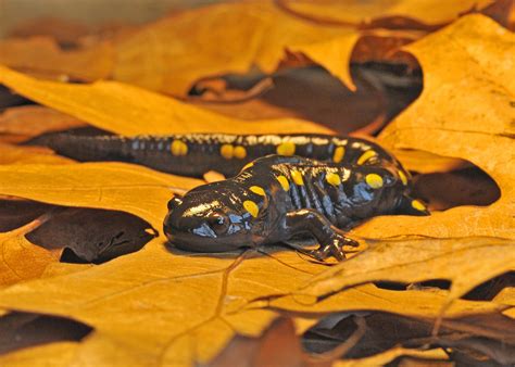 YELLOW-SPOTTED-SALAMANDER-CWF – Your Connection to Wildlife