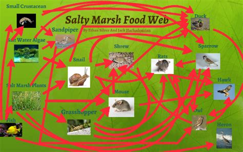 Salt Marsh Food Web