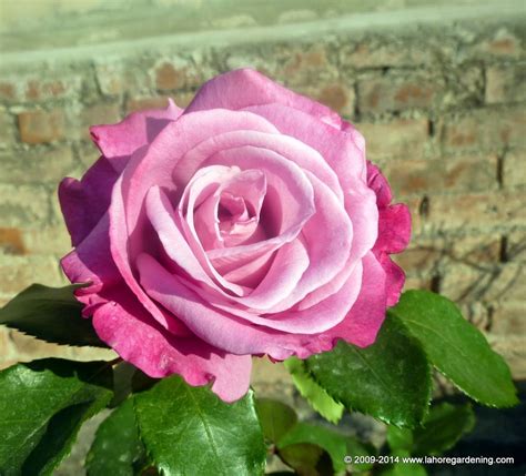 Spring flowers on my rooftop garden