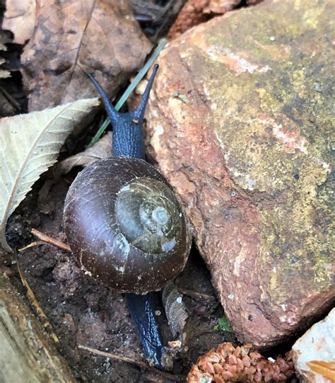 Garden Snails – Kitchen Weekend