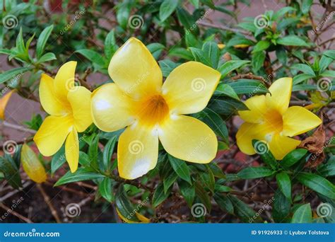 Yellow Allamanda Cathartica Stock Image - Image of botany, garden: 91926933