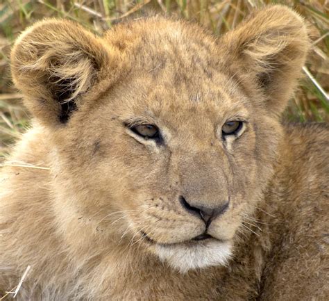 African Safari - Lions (5 photos) - PentaxForums.com